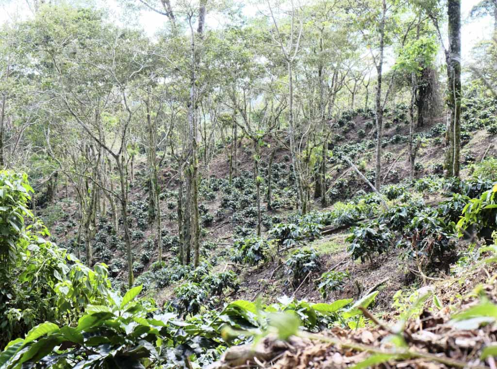 World Coffee Research - applying advanced agricultural science on a worldwide, collaborative basis, by developing climate-resistant coffee varieties. Photo courtesy of World Coffee Research.